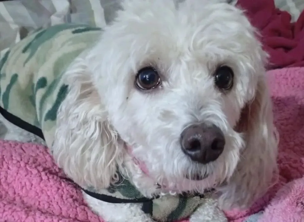 Chilli es una caniche mediana, tranquila y muy cariñosa, que actualmente se encuentra en busca de un nuevo hogar en Villa de Merlo