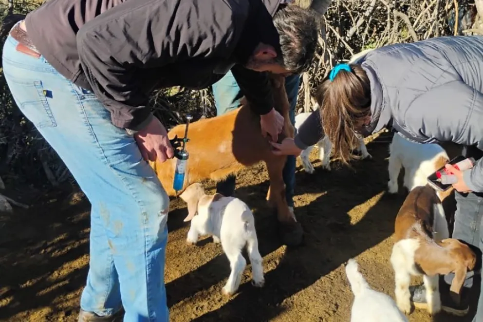 El equipo de Desarrollo Productivo lleva adelante la campaña sanitaria y veterinaria en diversas regiones productivas de la provincia.
