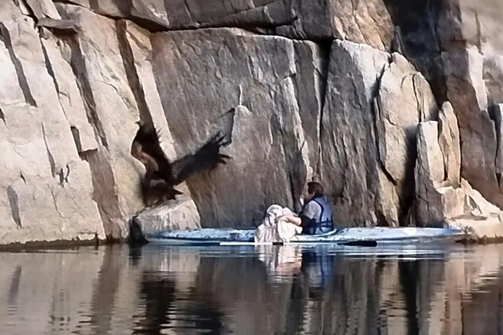El cóndor estaba parado en unas piedras sin poder volar. Finalmente cayó al agua.