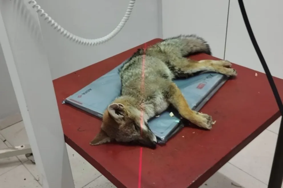 La zorrita que se recupera de graves heridas. 