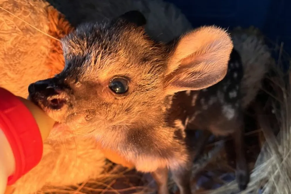 Entre las opciones de nombres que participaron de la votación figuraban también Calel (que significa “verde” en mapudungun), Bambi (inspirado en el personaje de Disney), y Molle (en alusión a la localidad donde fue hallada).