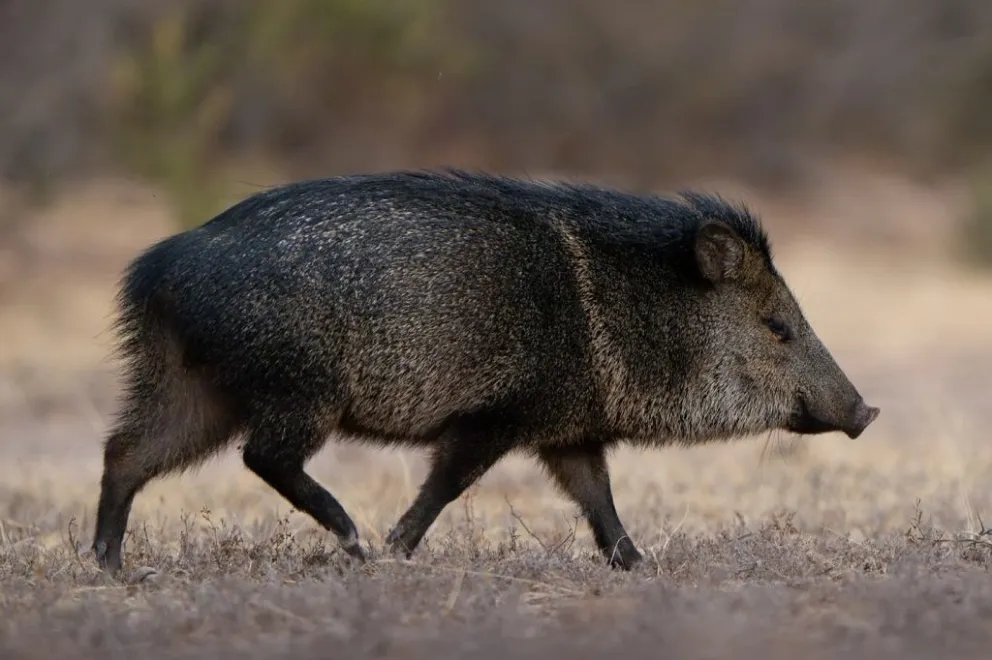 El pecarí de collar es una especie nativa que puede encontrarse en zonas rurales y caminos.