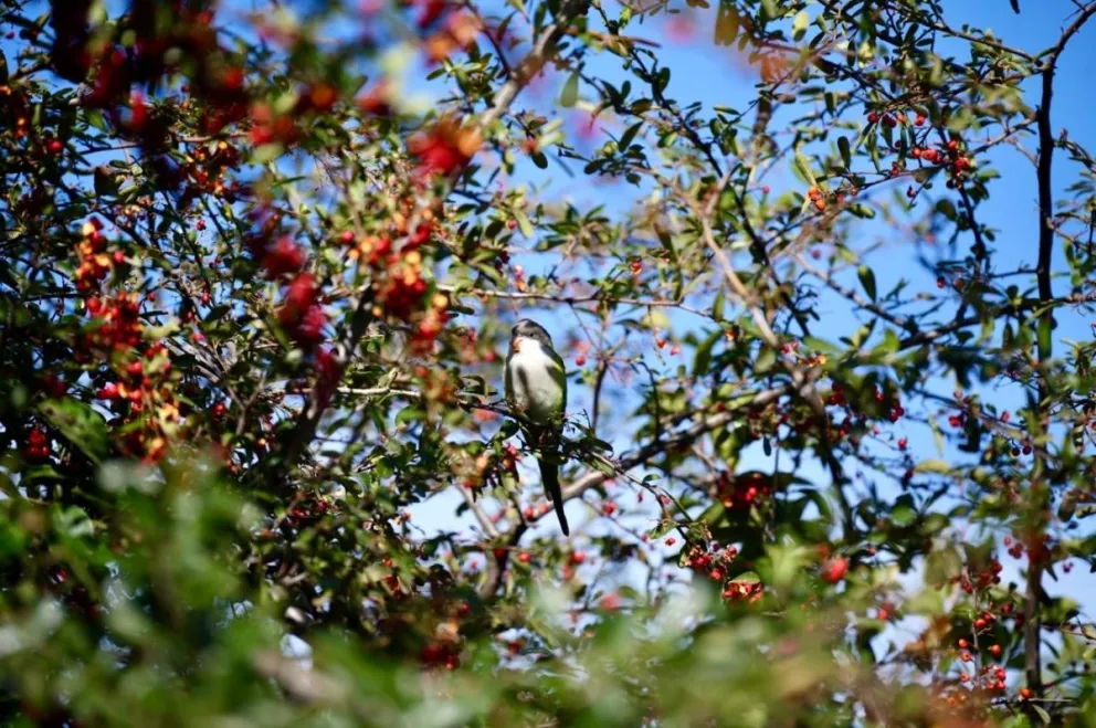 Se espera que el sol acompañe la mayor parte del día, mientras que a partir de mañana se anticipa un descenso progresivo de las máximas hasta el viernes.