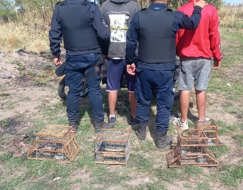  Tenían cuatro trampas de madera y alambre, en las que mantenían cautivas cuatro aves: dos picahuesos, un reina mora y un jilguero.