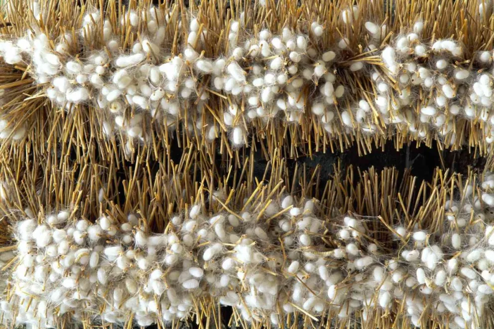 El proyecto, considerado innovador para la época, buscaba generar una industria complementaria a la agricultura, siguiendo el ejemplo de países europeos donde la sericicultura había alcanzado notable desarrollo.