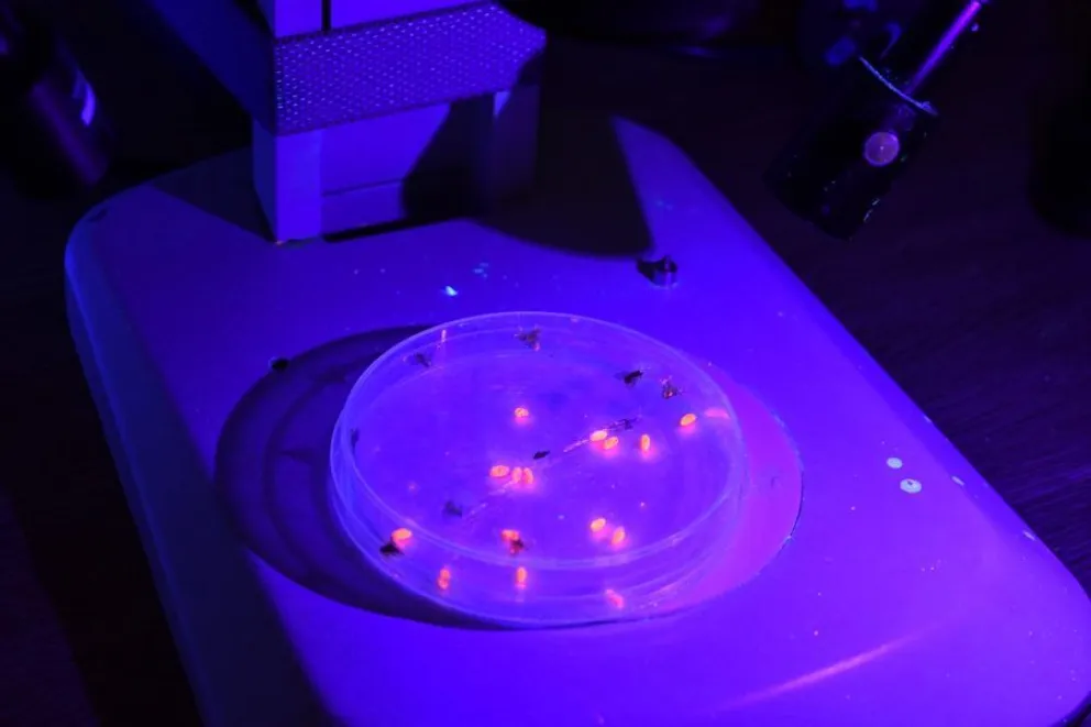 Las primeras acciones se centrarán en San Luis capital, Villa Mercedes, San Francisco, Merlo y Luján, zonas donde el monitoreo confirmó la presencia de la mosca de los frutos.