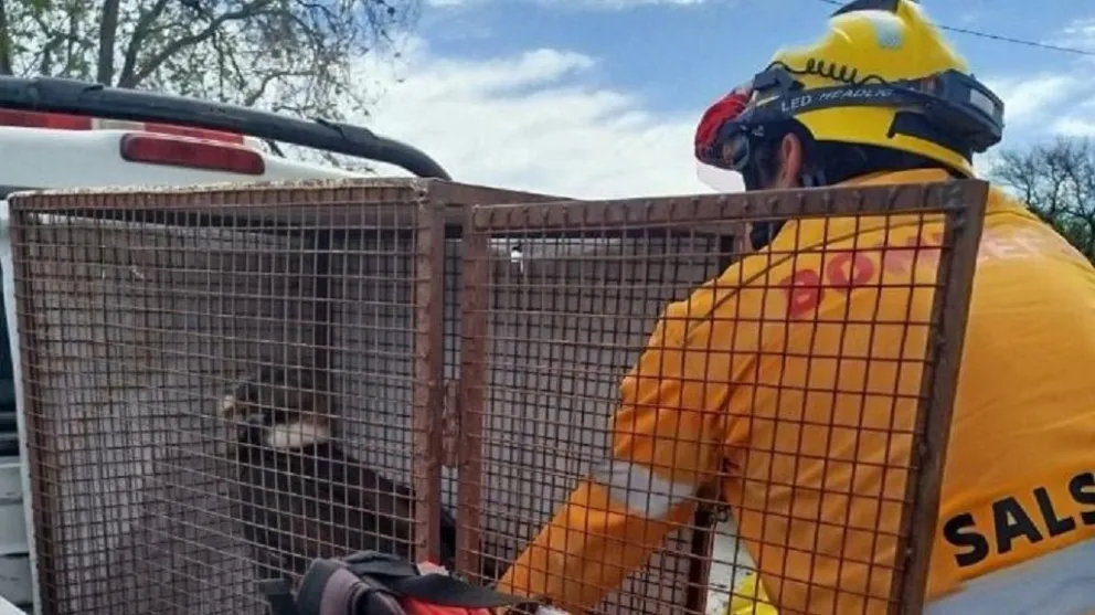El ave fue llevada de inmediato a la reserva Tatú Carreta, en Casa Grande, para recibir la asistencia veterinaria necesaria.