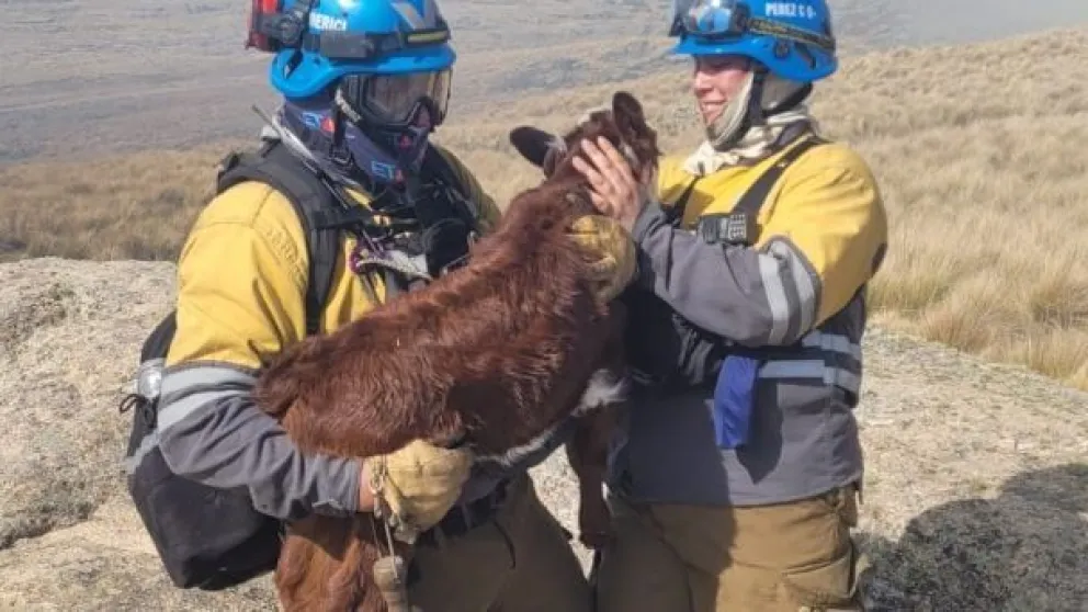 Brigadistas, efectivos del ETAC y personal del Parque Nacional desarrollaron un intenso operativo para salvar a varios animales silvestres.