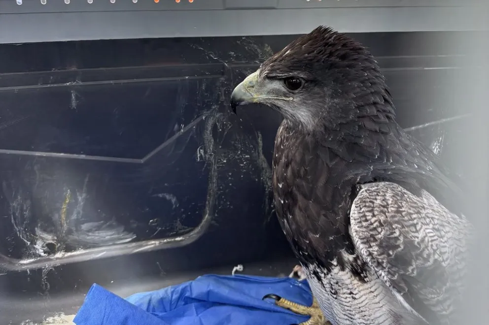 El águila mora se recupera satisfactoriamente en el Centro de Conservación de la Vida Silvestre en La Florida.