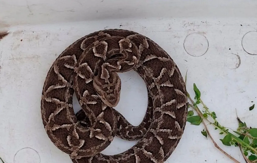 Bomberos de Merlo retiraron un ofidio de una vivienda en el barrio Las Moreras. (Foto: BBVV)
