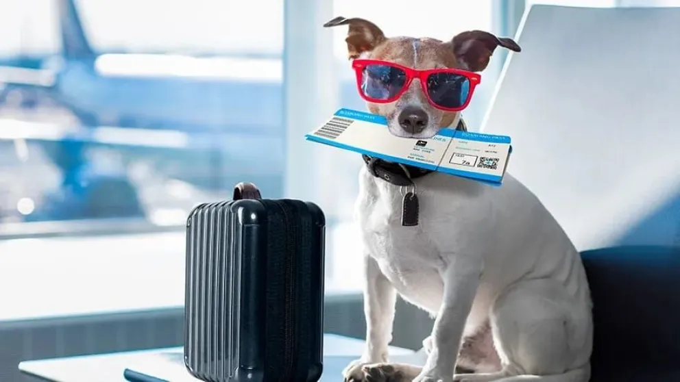  La medida fue instrumentada por la Secretaría de Transporte y busca actualizar la normativa vigente, garantizando el bienestar animal y la seguridad de los pasajeros. 