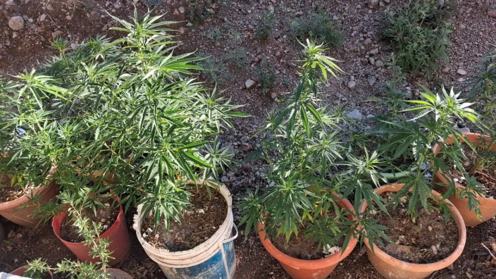 Durante el desarrollo del procedimiento, los uniformados advirtieron la existencia de 15 plantas de marihuana.