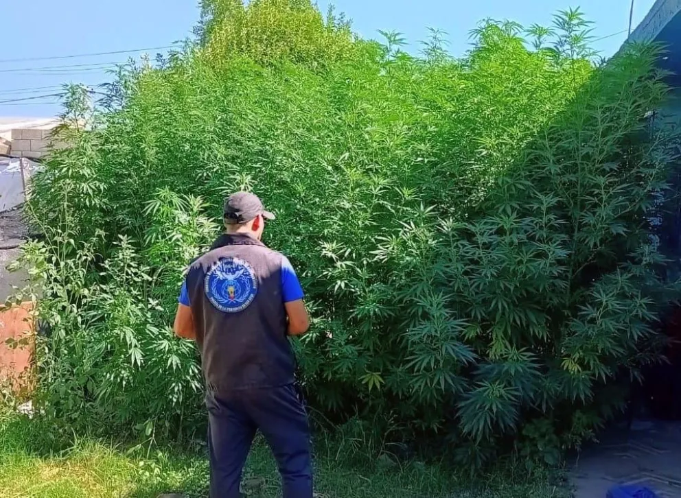 Lucha Contra el Narcotráfico constataron la presencia de 303 plantas de marihuana de distintos tamaños (de 60 centímetros a 3,50 metros aproximadamente).