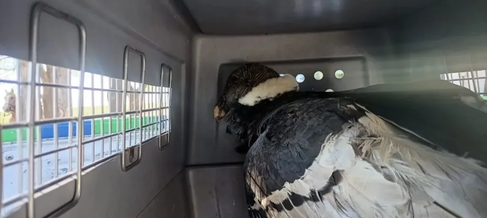 Un cóndor andino fue rescatado tras ser encontrado en imposibilidad de volar en pleno campo. (Foto: Policía)