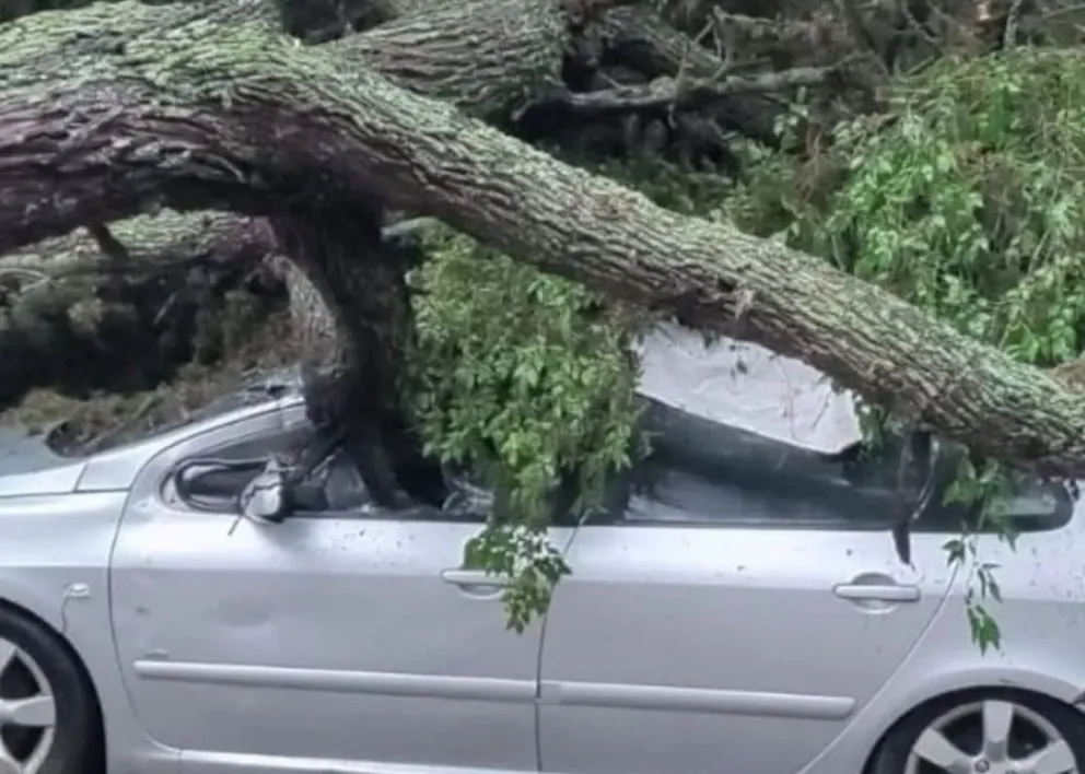 Traslasierra. Un árbol se desplomó sobre su automóvil en Nono. (Foto: Tralasierra Noticias)