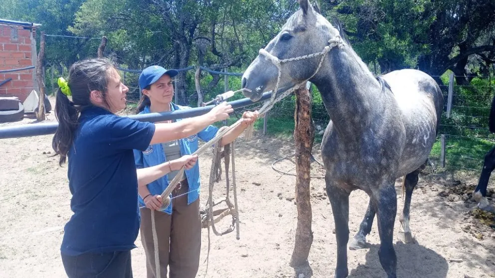 La asistencia sanitaria permite prevenir pérdidas productivas y asegurar el bienestar animal.