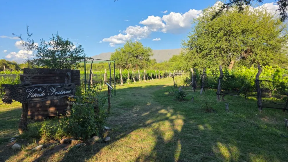 Viñedo Fraterno, ubicado en Villa de Merlo, tercer microclima del mundo.