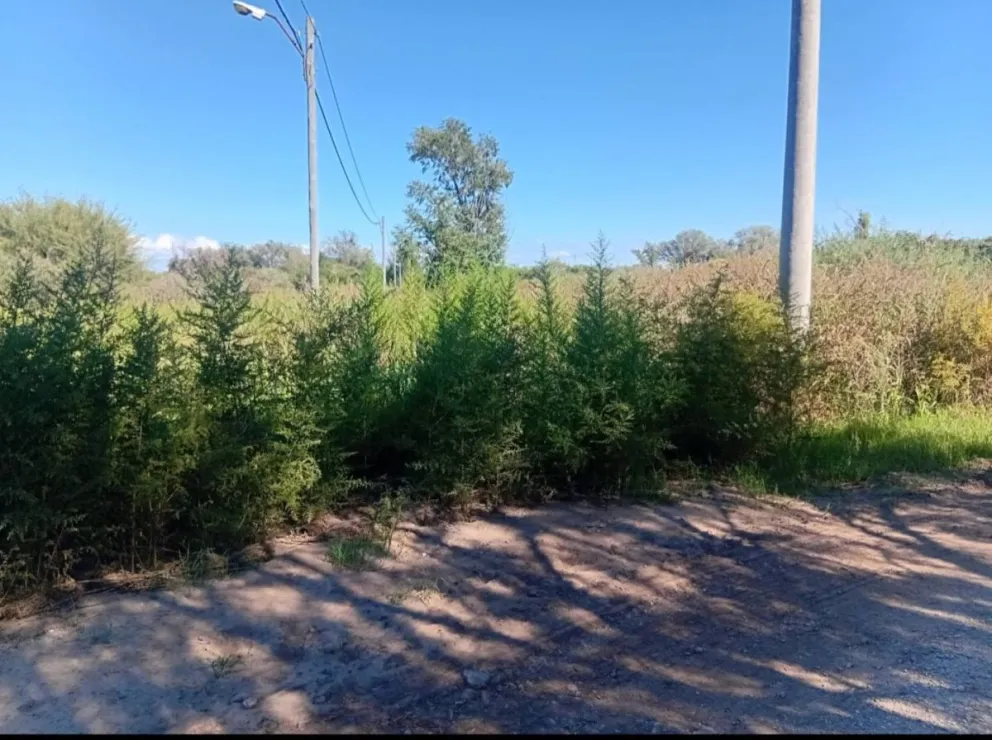 Pastizales crecidos en Quintas del Tomero.