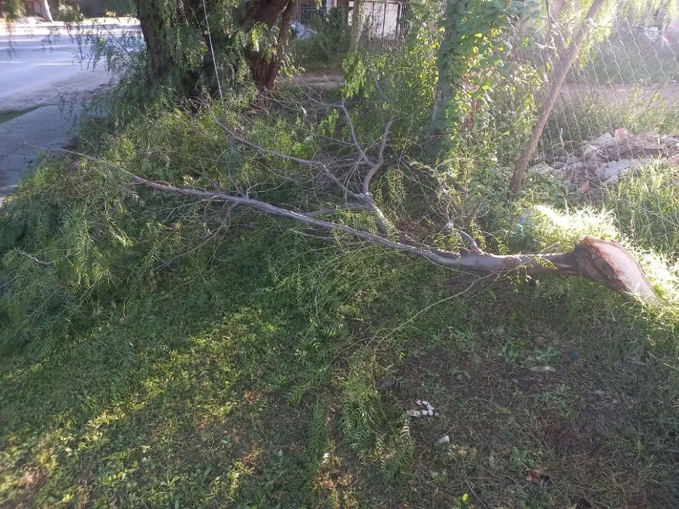 Vecinos reclaman controles y mantenimiento del arbolado urbano.