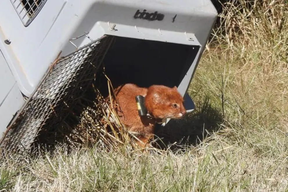 El ejemplar había sido rescatado en agosto de 2025 por la Policía Ambiental, cuando tenía apenas un mes y medio de vid