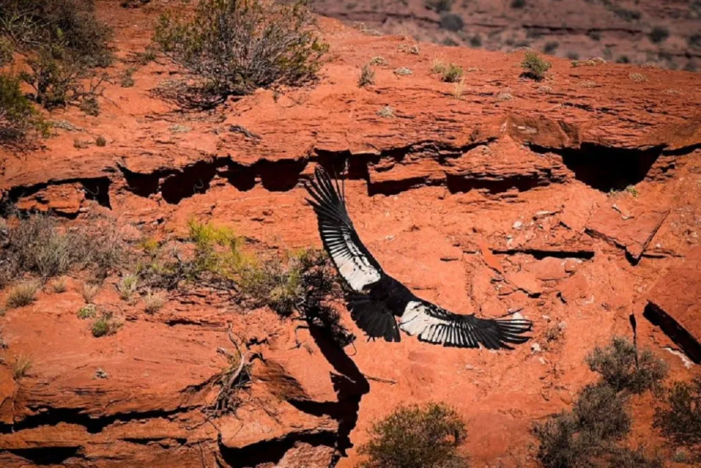 El cóndor que volverá a surcar los cielos es un ejemplar que fue rescatado en 2025 en La Cumbre.
