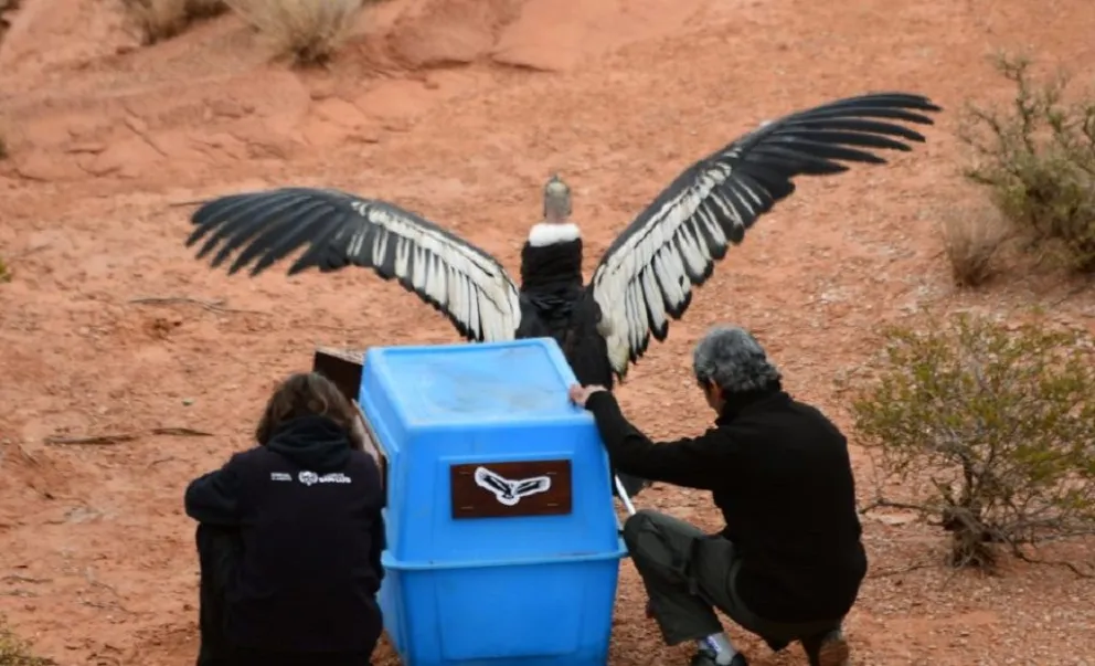 El cóndor emprendió vuelo nuevamente en Sierra de las Quijadas.