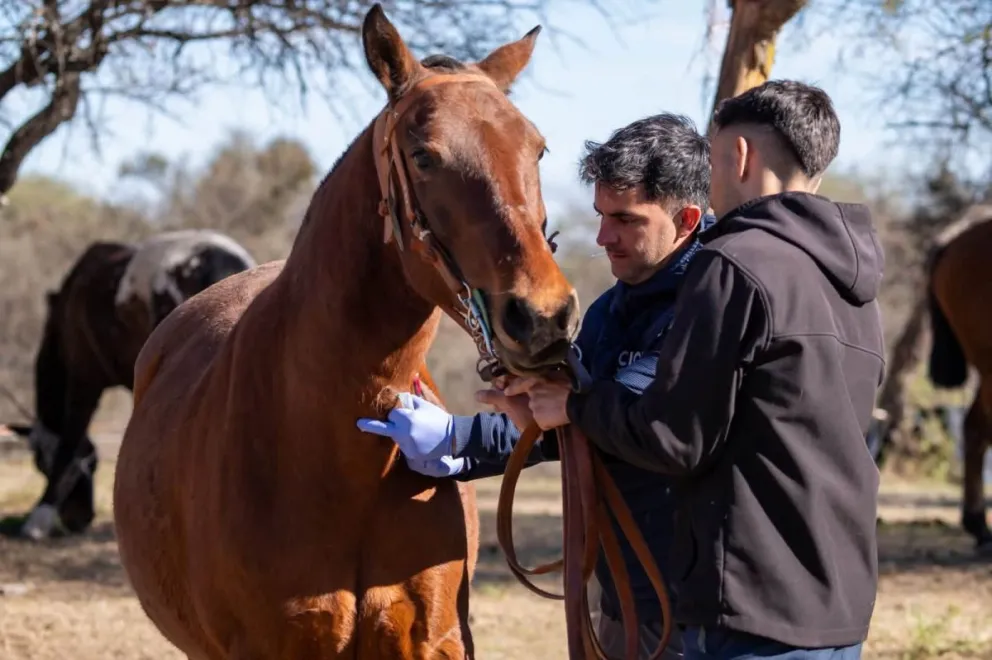El operativo estuvo a cargo del veterinario Lahuen Ciotti, quien recorrió distintos campos de Villa de Merlo, Carpintería y localidades de Traslasierra.